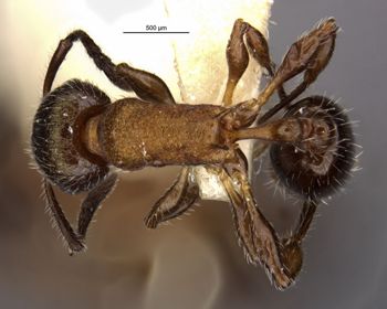 Media type: image;   Entomology 22410 Aspect: habitus dorsal view